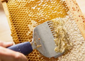 Польза пчелиного забруса